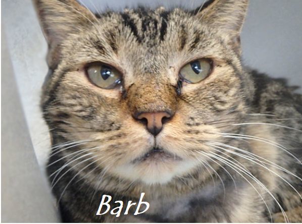 Adopt a friend: Barb